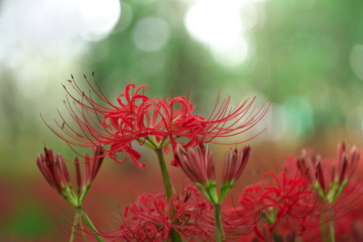 彼岸花(photo by むうさん)