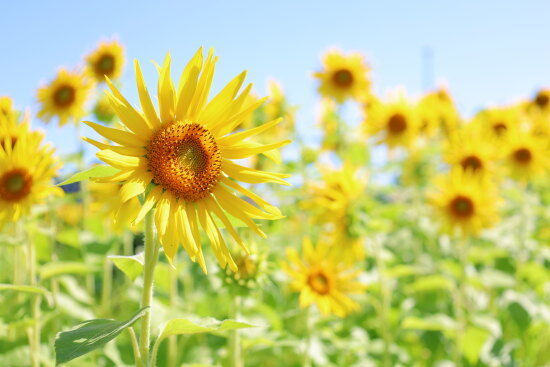 私のヒマワリの写真