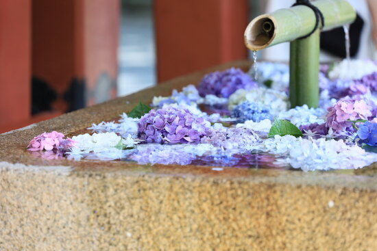 紫陽花 鶴岡八幡宮(photo by むうさん)