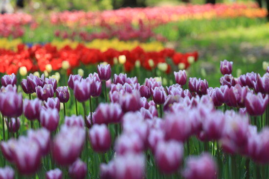 チューリップ (photo by むうさん)