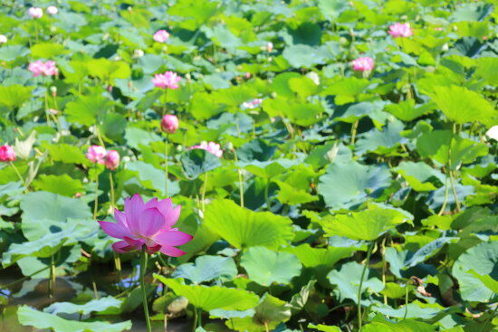 睡蓮(photo by むうさん)